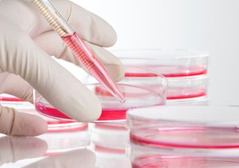lab