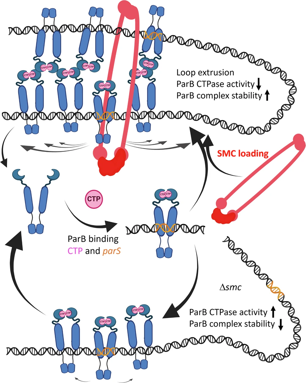 Ilustracja nr 7 z artykułu "SMC modulates ParB engagement in segregation complexes in streptomyces".